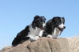 BORDER COLLIE 160